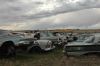A row of 50's Fords for parts