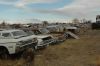 A row of full size 60's Chevrolet's for parts